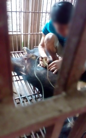 Vietnam: Gerettete Bärin kann ohne Vorderpfoten laufen