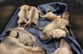 Polizeipräsidium Nordhessen - Kassel: POL-KS: Neun Hundewelpen im Ahnepark ausgesetzt: Polizei erbittet Hinweise