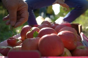 Pink Lady Deutschland: Pink Lady Äpfel: Ernte 2020 schon Ende Oktober