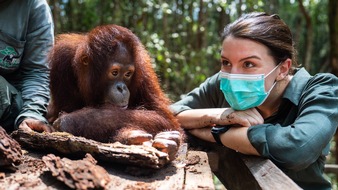 ZDF: ZDF teigt Orang-Utan-Auswilderung auf Borneo in "Terra X"