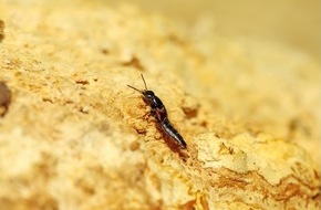 Heinz Sielmann Stiftung: PM Funde seltener Urwaldk&auml;fer &ouml;ffnen Fenster in jahrtausendealte Vergangenheit der Schw&auml;bischen Alb