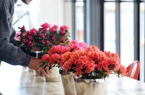 Blumenbüro: Zimmerazalee ist Zimmerpflanze des Monats Dezember / Durch den Winter mit der Azalee - Glück & Weisheit inklusive (BILD)