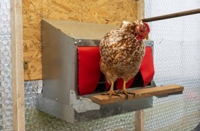 Hühnerbaron: Ei ist nicht gleich Ei