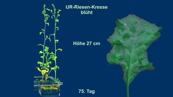 Dr. Fritz Florian und Dipl. P&auml;d. Christina Florian: UR-Pflanzen selbst z&uuml;chten. Der Jurassic Park erwacht wieder. Weltneuheit.