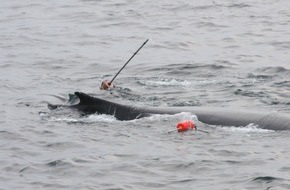 Whale & Dolphin Conservation gGmbH: Buckelwal in der Ostsee: WDC-Meeresbiologin beantwortet h&auml;ufigste Fragen