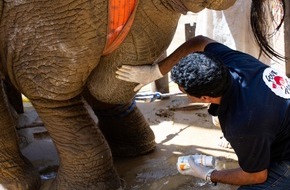 VIER PFOTEN - Stiftung für Tierschutz: A Karachi, la guérison de  l'éléphante Noor Jehan est en bonne voie