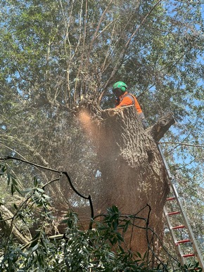 FW Reichenau: Hohler Baum fängt erneut an zu Glimmen, 20.06.2024, Reichenau-Mittelzell