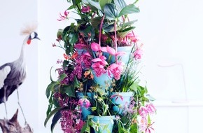 Blumenbüro: Kängurublume, Gloriosa und Medinilla bringen den Sommer / Tropenschönheiten sind Zimmerpflanzen des Monats Mai
