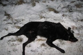 Polizeidirektion Göttingen: POL-GOE: (128/2006) Mischlingshund angefahren und getötet - Polizei sucht Besitzer