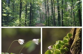 FriedWald GmbH: Frühlingsausflug in den FriedWald Oberau