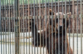 VIER PFOTEN - Stiftung für Tierschutz: VIER PFOTEN rettet "Präsidentenbären" Leo und Melanka in der Ukraine