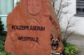 Polizeipräsidium Westpfalz: POL-PPWP: Drogenspürhund "Spike" im Einsatz