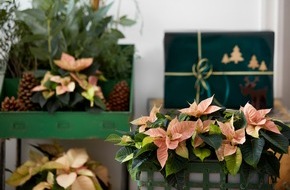 Stars for Europe GbR: Nicht nur zur Weihnachtszeit: Herbstzauber mit Poinsettien