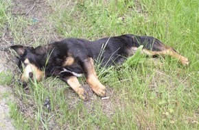 Polizeidirektion Göttingen: POL-GOE: (436/2005) Hund von PKW erfasst Â Eigentümer gesucht