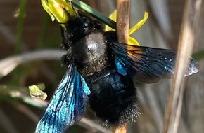 Deutscher Imkerbund e.V.: Am 20. Mai ist Weltbienentag