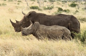 Schaffelhuber Communications: Thanda Safari erweitert Initiativen zum Schutz der Nashörner - mit modernster KI-gestützter Technologie