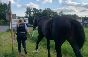 Polizei Hagen: POL-HA: Tierischer Ausreißer in Hohenlimburg unterwegs - Wallach Didi unbeschadet an seine Besitzerin übergeben