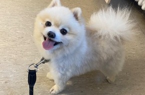 Polizeidirektion Wittlich: POL-PDWIL: Fundhund Zwergspitz