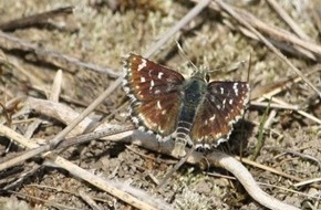 Hessisches Landesamt für Naturschutz, Umwelt und Geologie: Neues aus dem LSI: Schnittgutverbrennung auf Kalkmagerrasen fördert Schmetterlingsvorkommen