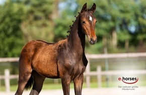 Unternehmensgruppe NOZ/mh:n: ehorses: Fohlen sind die Shootingstars des Pferdemarkts