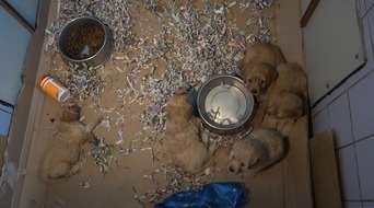 PETA Deutschland e.V.: PETA deckt auf: Das Geschäft mit den Hundewelpen in der EU - tierschutzwidrige Massenzucht in der Slowakei / Leidende Tiere in belgischen Puppyshops verkauft - Deutschland ist wichtiges Transitland