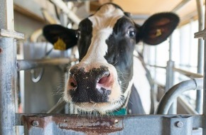 Universität Hohenheim: Robuste Milchkühe - Schlüssel für Leistung & Wohlbefinden liegt in den Kraftwerken der Zelle