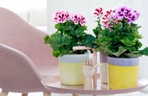 Blumenbüro: Edelgeranie ist Zimmerpflanze des Monats März - Blütenzauber für Zuhause mit der Edelgeranie