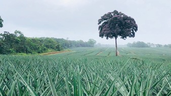 DEG - Deutsche Investitions- und Entwicklungsgesellschaft: DEG finanziert nachhaltige Ananas-Produktion