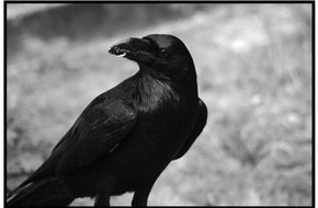 Universität Osnabrück: Clever und smart: Rabenvögel ziehen beim Hütchenspiel mit Menschenaffen gleich - Studie zur Intelligenz von Raben der Uni Osnabrück und des Max-Planck-Instituts für Ornithologie