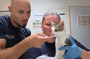 Bundespolizeidirektion M&uuml;nchen: Bundespolizeidirektion M&uuml;nchen: Ausgesetzte Katze am Bahnhof Bamberg aufgefunden - Tierheim &uuml;bernimmt Fundtier