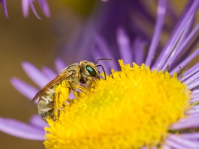 🌸 🐝 🏆Deutschland summt!-Pflanzwettbewerb verleiht 50 Auszeichnungen an Biodiversitäts-Projekte