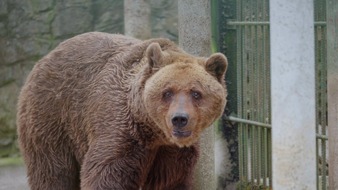 VIER PFOTEN - Stiftung für Tierschutz: Felix l’ours de Slovénie est arrivé à la FORÊT DES OURS d’Arbesbach