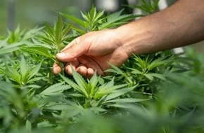 Oehler Web: CBD in der Schweiz: Was Konsumenten wissen m&uuml;ssen