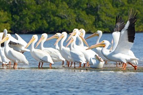 Neues Jahr, neuer Urlaub: Im Frühling nach Fort Myers!