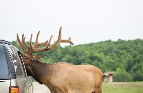 Destination Canada: Die 5 Highlights der Wildtierbeobachtung in Kanada / Bären, Biber und Co: Kanada ist ein Paradies für Begegnungen mit wilden Tieren