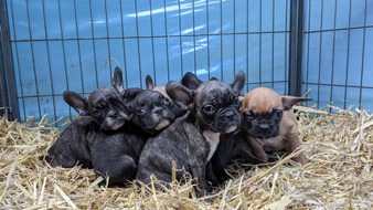 VIER PFOTEN - Stiftung für Tierschutz: Die dunkle Seite des Welpenhandels