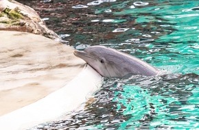Whale & Dolphin Conservation gGmbH: Trotz Verbot: Frankreich plant neues Delfinarium