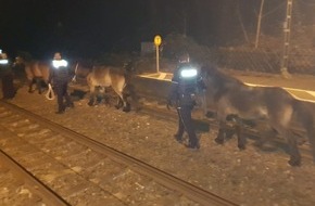 Kreispolizeibehörde Soest: POL-SO: Bad Sassendorf - Pferde eingefangen