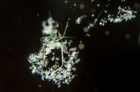 Leibniz-Zentrum für Marine Tropenforschung GmbH: Neues mathematisches Modell zeigt: Heterotrophe Bakterien für rund 10% der globalen marinen Stickstofffixierung verantwortlich