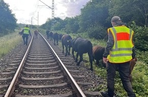 Bundespolizeiinspektion Stralsund: BPOL-HST: Rinder auf Bahnstrecke sorgen für Verzögerungen im Zugverkehr