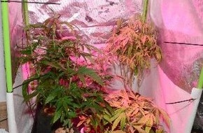 Polizeiinspektion Wilhelmshaven/Friesland: POL-WHV: Cannabisplantage in Wilhelmshaven entdeckt - Polizei beschlagnahmt 55 Pflanzen (mit Bildern)