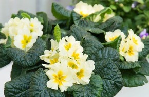 Blumenbüro: Aussicht auf einen farbenfrohen Frühling mit Gartenblühern / Der erste Balkongast der Saison: Die Primel