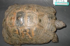 Polizei Rhein-Erft-Kreis: POL-REK: Maurische Schildkröte gestohlen - Pulheim