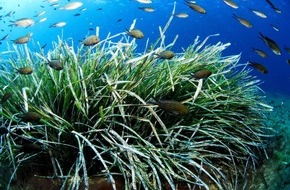 Global Communication Experts: Posidonia &ndash; das gr&uuml;ne Herz des Mittelmeers