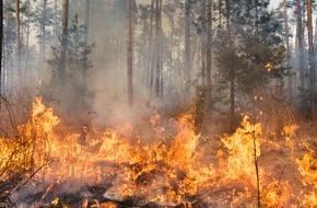 Schutzgemeinschaft Deutscher Wald: Zunehmende Waldbrandgefahr: Maßnahmen für den Wald dringend notwendig