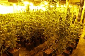 Zollfahndungsamt Dresden: ZOLL-DD: Zollfahndung hebt große Indoor - Plantage für Marihuana aus
