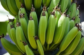 Global Nature Fund: Biologische Vielfalt: Empfehlungen für Bananen- und Ananasanbau