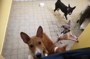 Polizei Wolfsburg: POL-WOB: Zehn Hundewelpen nach Verkehrsunfall sichergestellt