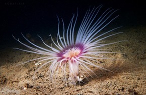 Deutsche Bundesstiftung Umwelt (DBU): Millionenf&ouml;rderung f&uuml;r Meeresschutz / DBU startet Vorhaben - Neue &Auml;ra f&uuml;r Nord- und Ostsee