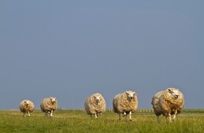 Nationalpark Schleswig-Holsteinisches Wattenmeer: Kulinarik am Wattenmeer